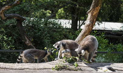 Naklejka premium three ring-tailed lemur, lemur catta, eating green leaves, sunny day