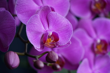 A beautiful orchid