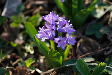 Beautiful hyacinth