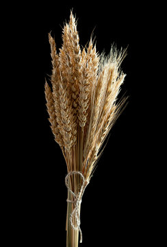 Bunch of wheat ears on black background