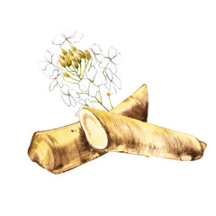 Watercolor horseradish sketch. Botanical illustration of organic, eco plant. Isolated on white background. Illustration For Food Design.