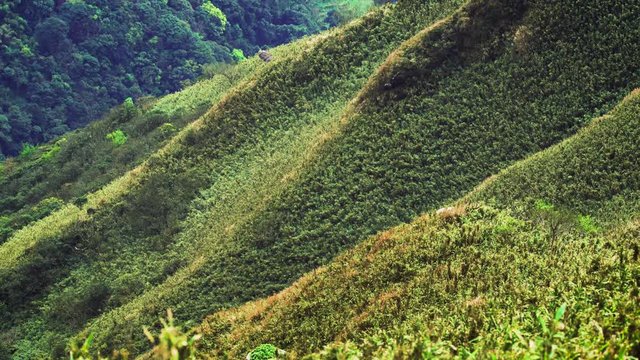 Mountains And Valleys of Garden Calla Lily with houses in Qixing Mountain in the center of Yangmingshan National Park