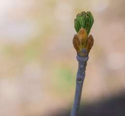 Green bud in spring. Selective focus with shallow depth of field.