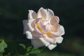 Beautiful pale-pink or white rose flower.