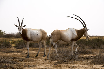 Oryx algazelle, Oryx dammah