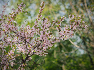Cherry blossoms. Selective focus with shallow depth of field.