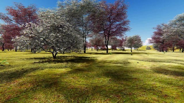 Flowering dogwood trees in orchard in spring time