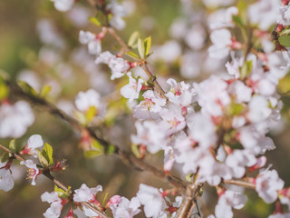 Cherry blossoms. Selective focus with shallow depth of field.