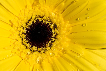 Macro extreme closeup of a Sunflower with water droplets
