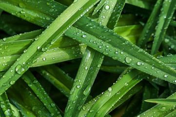 Pflanze mit Regentropfen