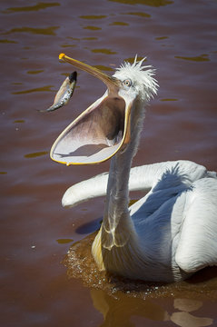 Pelican Catching Fish