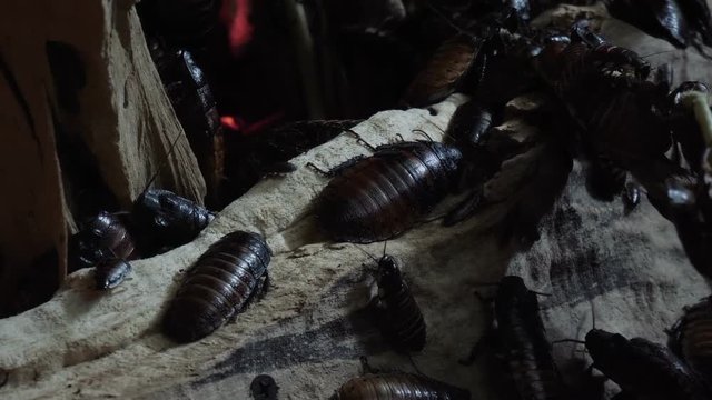Lying gigantic cockroaches on a tree trunk.