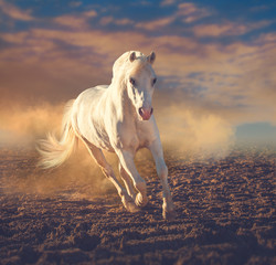 Fototapeta na wymiar White pony runs on the sand in the dust on the sunset clouds background