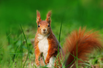 Pretty squirrel in grass in wild nature