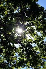 Fototapeta na wymiar sun through tree