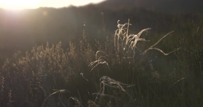 Feather grass waving in the wind