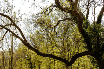 Tree branch structure
