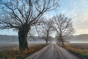 Fototapeta na wymiar Willow by the dirt road and fog near the forest in Poland...