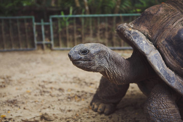 Elephant turtle, or Galapagos turtle. Chelonoidis nigra. Close up. Selective focus,