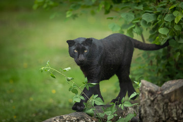 Obraz premium Black Panther Animal