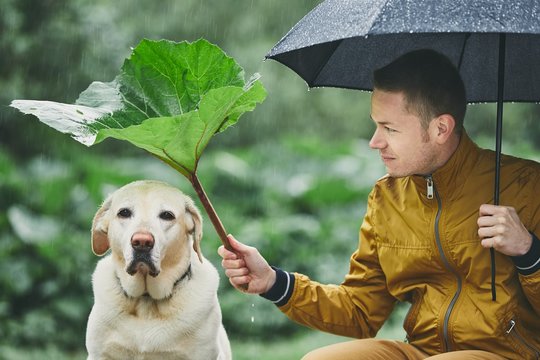 Rainy day with dog in nature
