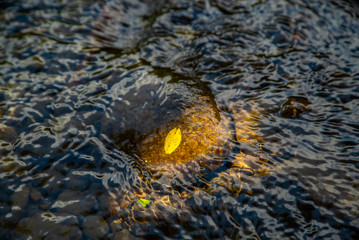Yellow leaf on a rock in the river 