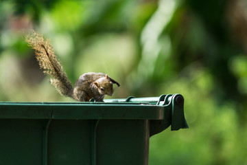 A squirrel in the park.