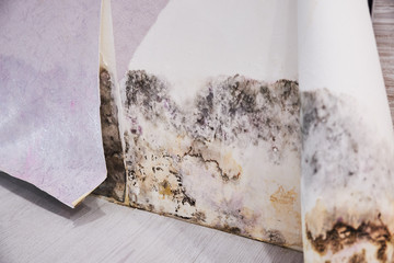 Close-up Of A Shocked Woman Looking At Mold On Wall