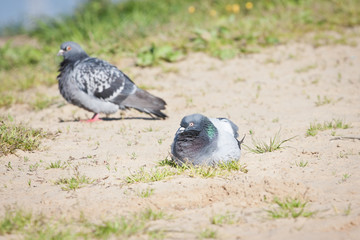 Gołębie pocztowe na plaży