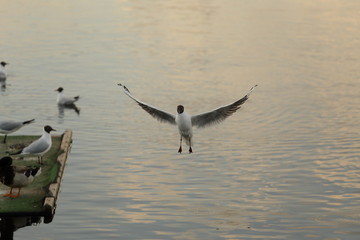 Seagull is a bird in flight. Flies over the water