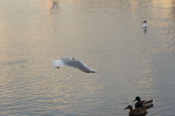 Seagull is a bird in flight. Flies over the water