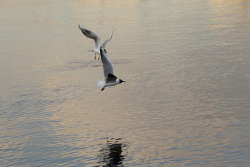 Seagull is a bird in flight. Flies over the water