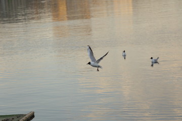 Seagull is a bird in flight. Flies over the water