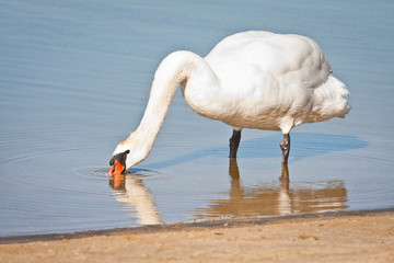 Biały łabędź w wodzie © Mariusz Stoszewski