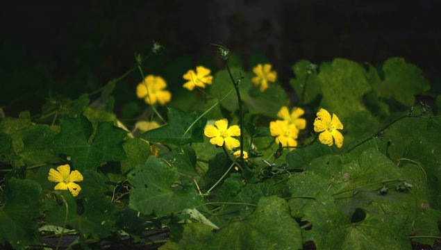 Pumpkin flower