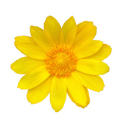 Flower yellow adonis, isolated on a white  background. Close-up. Element of design. Medicinal plant.
