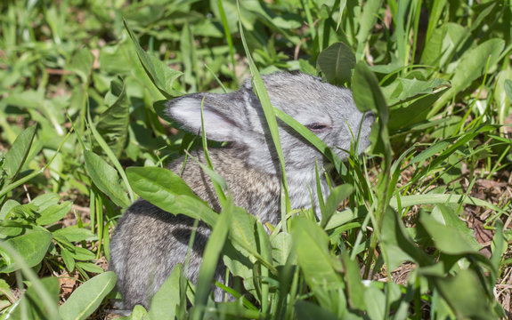 little grey rabbit lit by the sun