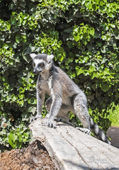 Single ring-tailed lemur catta sitting on a tree