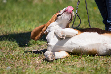 beagle dog on the grass
