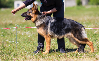 shepherd dog stands at the exhibition