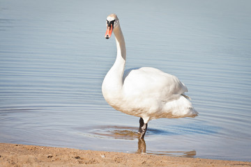 Biały łabędź w wodzie © Mariusz Stoszewski