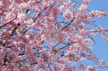 Fr&uuml;hling, kirschbl&uuml;te, blaue himmel