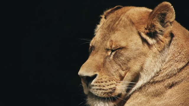 head lioness on a black background