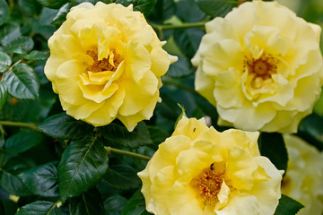 Yellow roses among green foliage on a sunny day