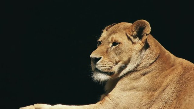 lioness on a black background
