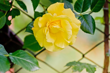 Yellow rose among green foliage on a sunny day