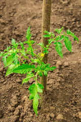 Seedlings of tomatoes in the field 