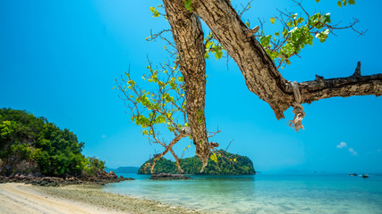 Tree Branch Sea  Island