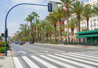 long walk among the palm trees near the sea, Alicante, Costa Blanca Spain