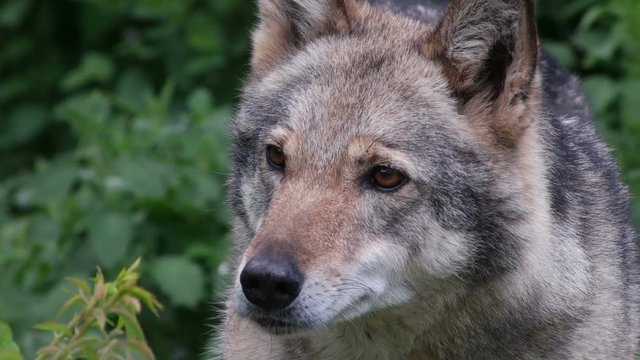 gray wolf licked, close-up